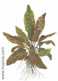Cryptocoryne wendtii "Tropica"