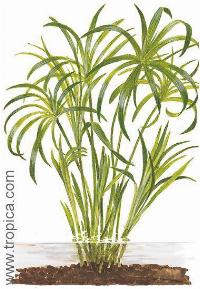 Cyperus alternifolius