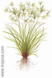 Cyperus helferi