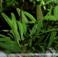 Cryptocoryne costata