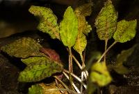 Cryptocoryne schultzei