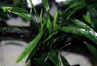 Cryptocoryne lucens
