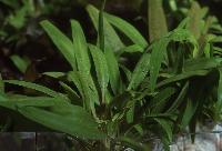 Cryptocoryne costata