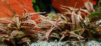 Cryptocoryne cordata  'flamingo'