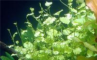 Cardamine lyrata