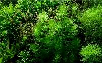 Ceratophyllum demersum 'Foxtail'