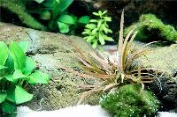 Cryptocoryne albida 'Brown'