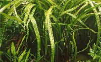 Cryptocoryne crispatula