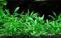 Cryptocoryne parva