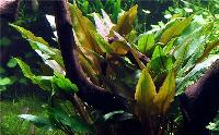 Cryptocoryne undulata 'Broad Leaves'