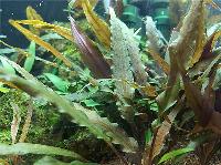 Cryptocoryne undulatus 'Red'