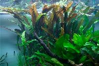 Cryptocoryne usteriana