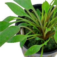Cryptocoryne x willisii