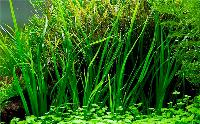 Cyperus helferi