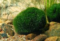 Mossboll
