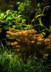 Cabomba furcata