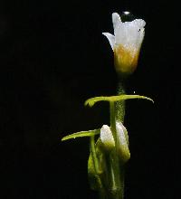 Cabomba caroliana