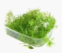 Ceratophyllum demersum, 'foxtail'