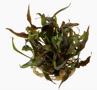 Cryptocoryne undulata, röd
