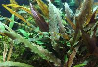 Cryptocoryne undulata, röd