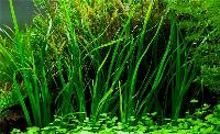 Cyperus helferi