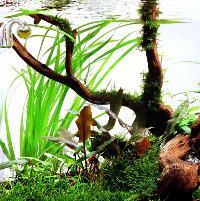 Cyperus helferi