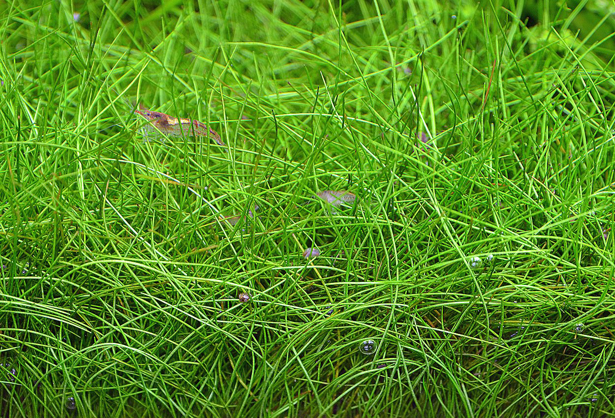 Eleocharis acicularis, 'mini'