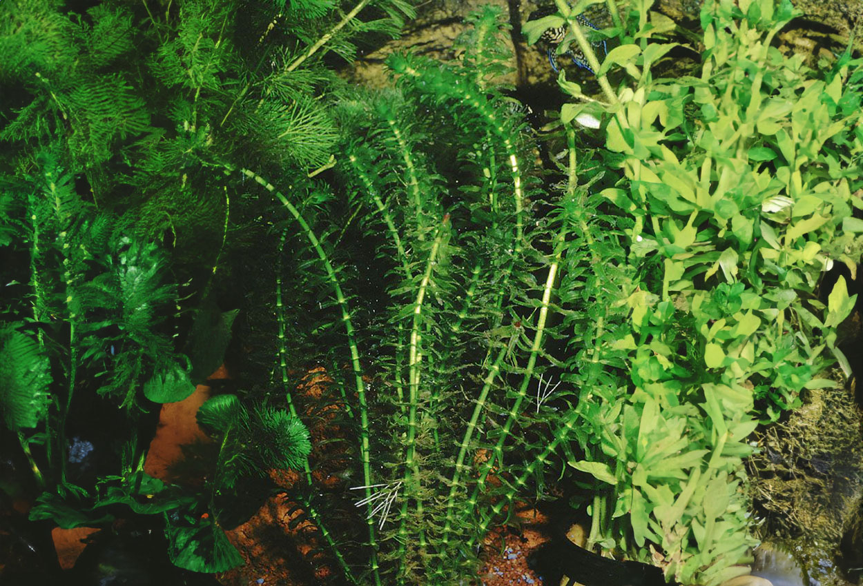 Egeria densa