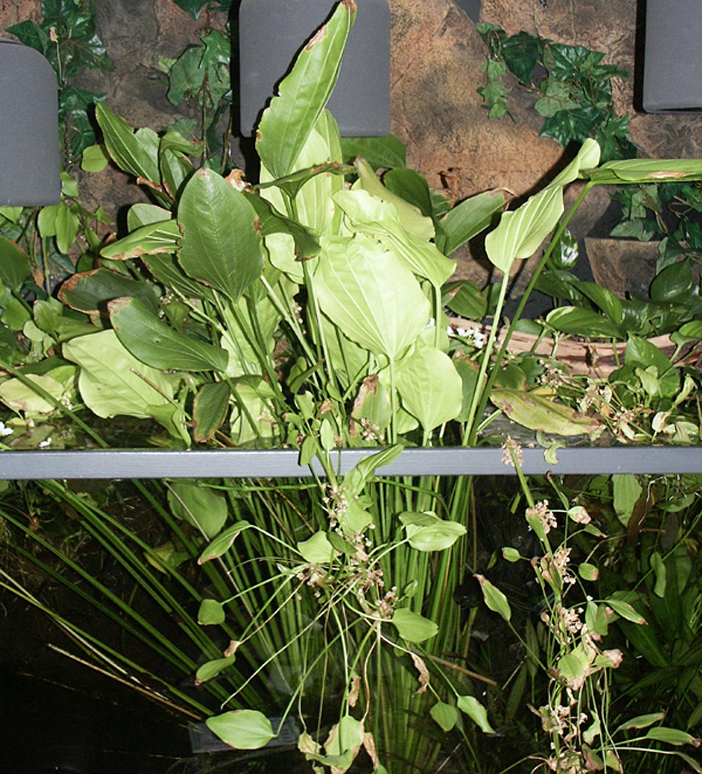 Echinodorus palaefolius var. latofolius