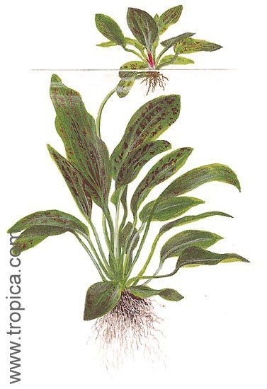 Echinodorus "ozelot green"