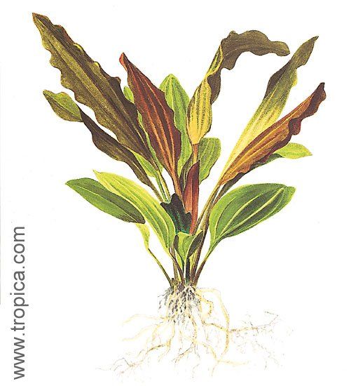 Echinodorus "rosé"