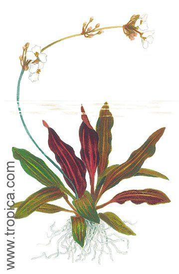 Echinodorus "rubin"
