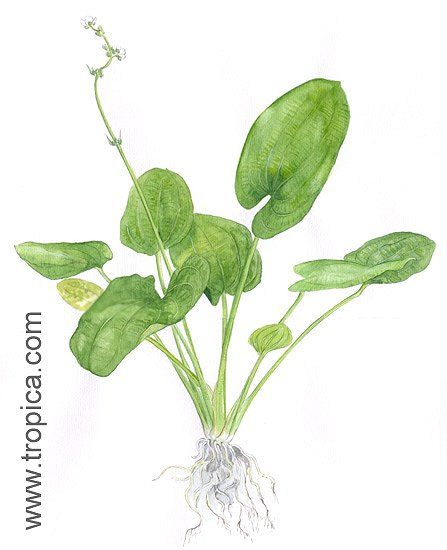 Echinodorus grandiflorus