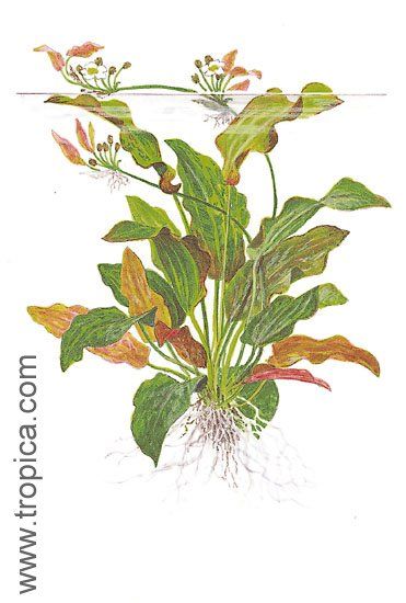 Echinodorus "oriental"