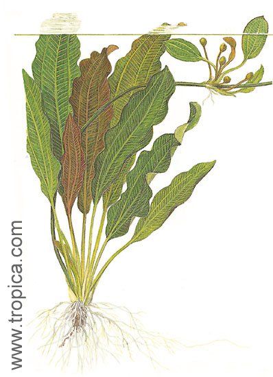 Echinodorus osiris
