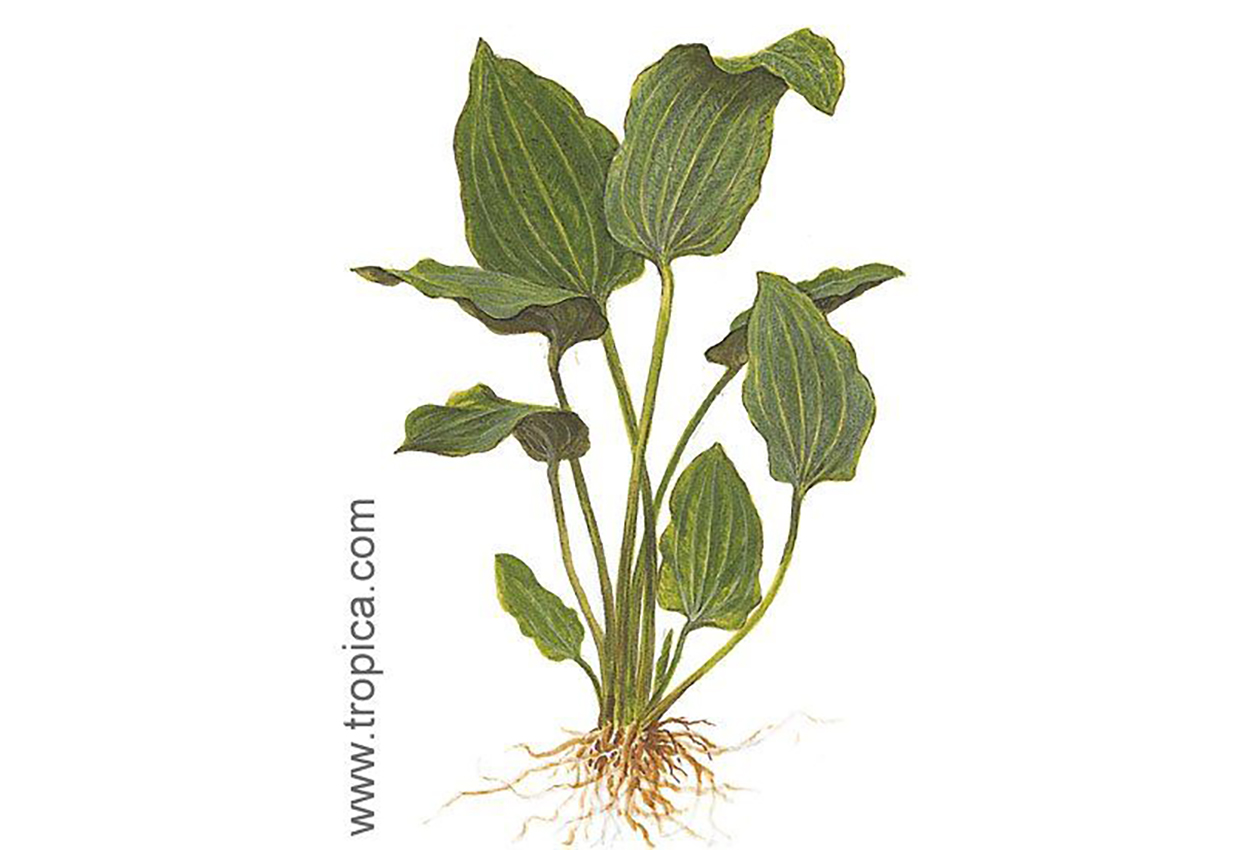 Echinodorus palaefolius var. latifolius