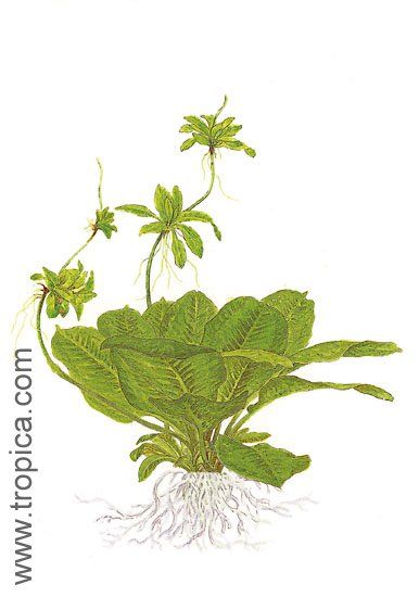 Echinodorus parviflorus "tropica"