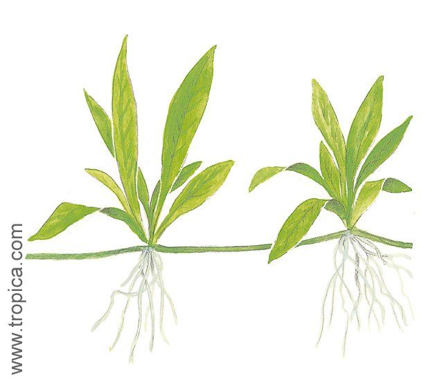 Echinodorus quadricostatus "magdalenensis"