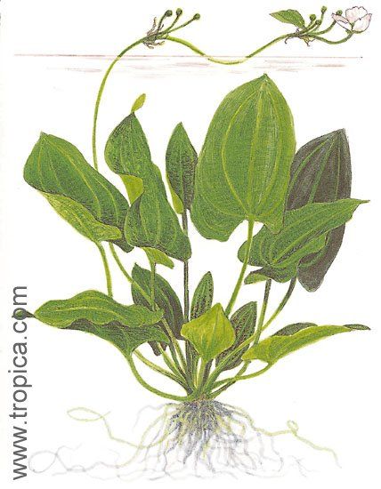 Echinodorus schlueteri