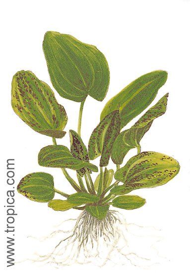 Echinodorus schlueteri "leopard"