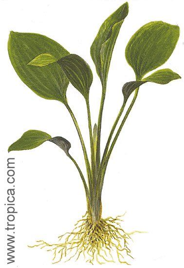 Echinodorus subalatus