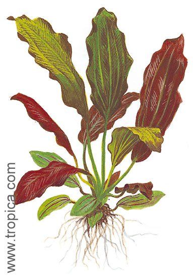 Echinodorus x barthii