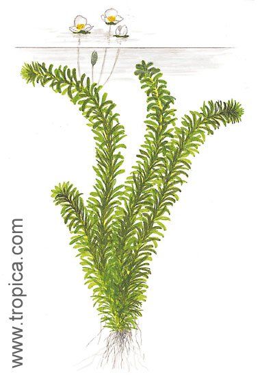 Egeria densa