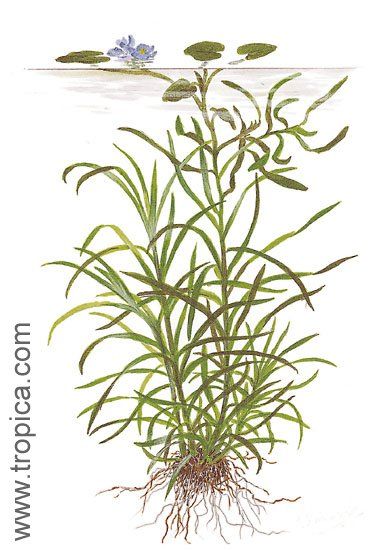 Eichhornia diversifolia