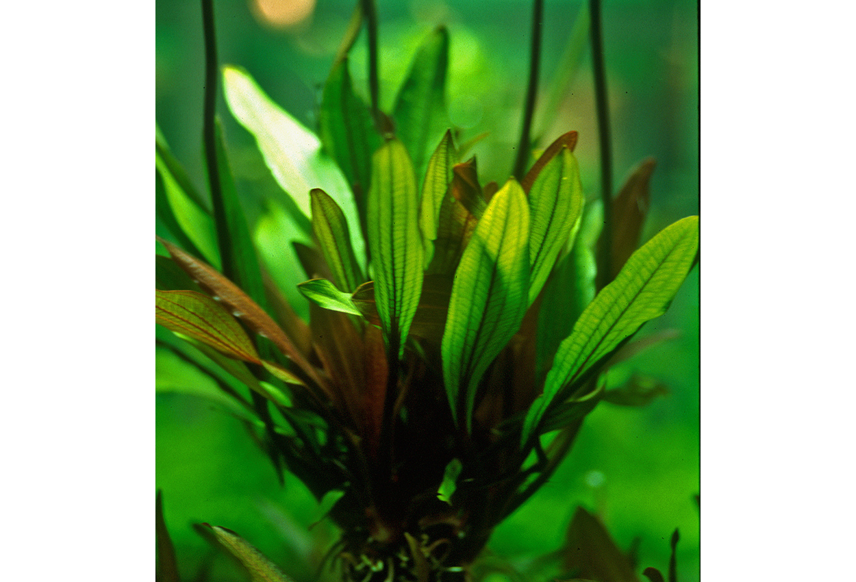 Echinodorus scaber
