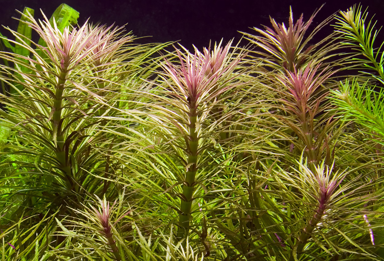 Pogostemon stellata