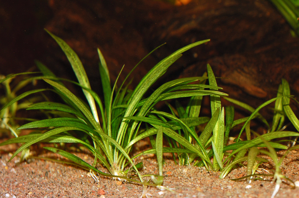 Echinodorus quadricostatus