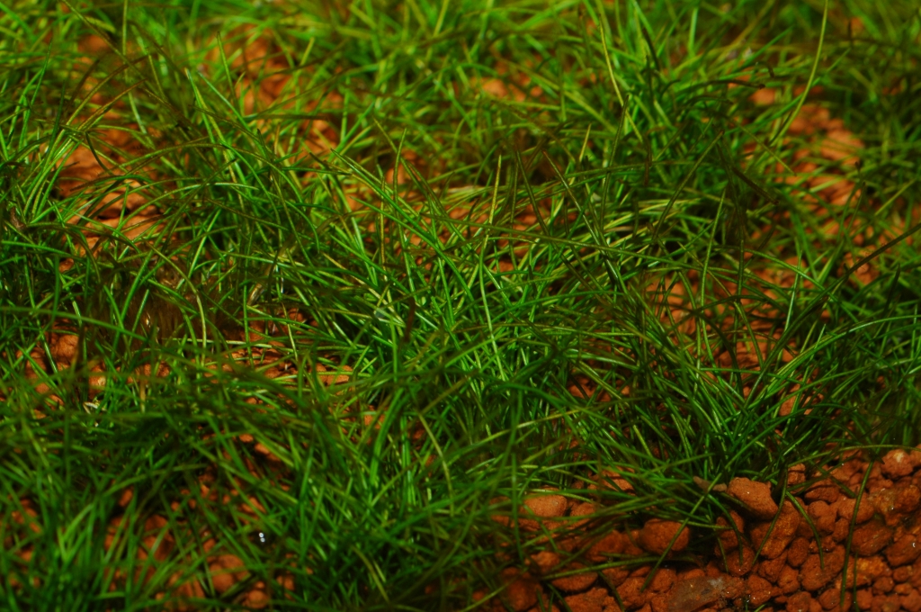 Eleocharis parvula