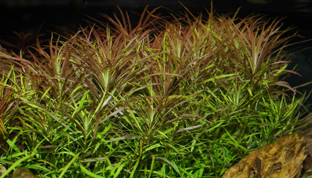 Pogostemon stellata