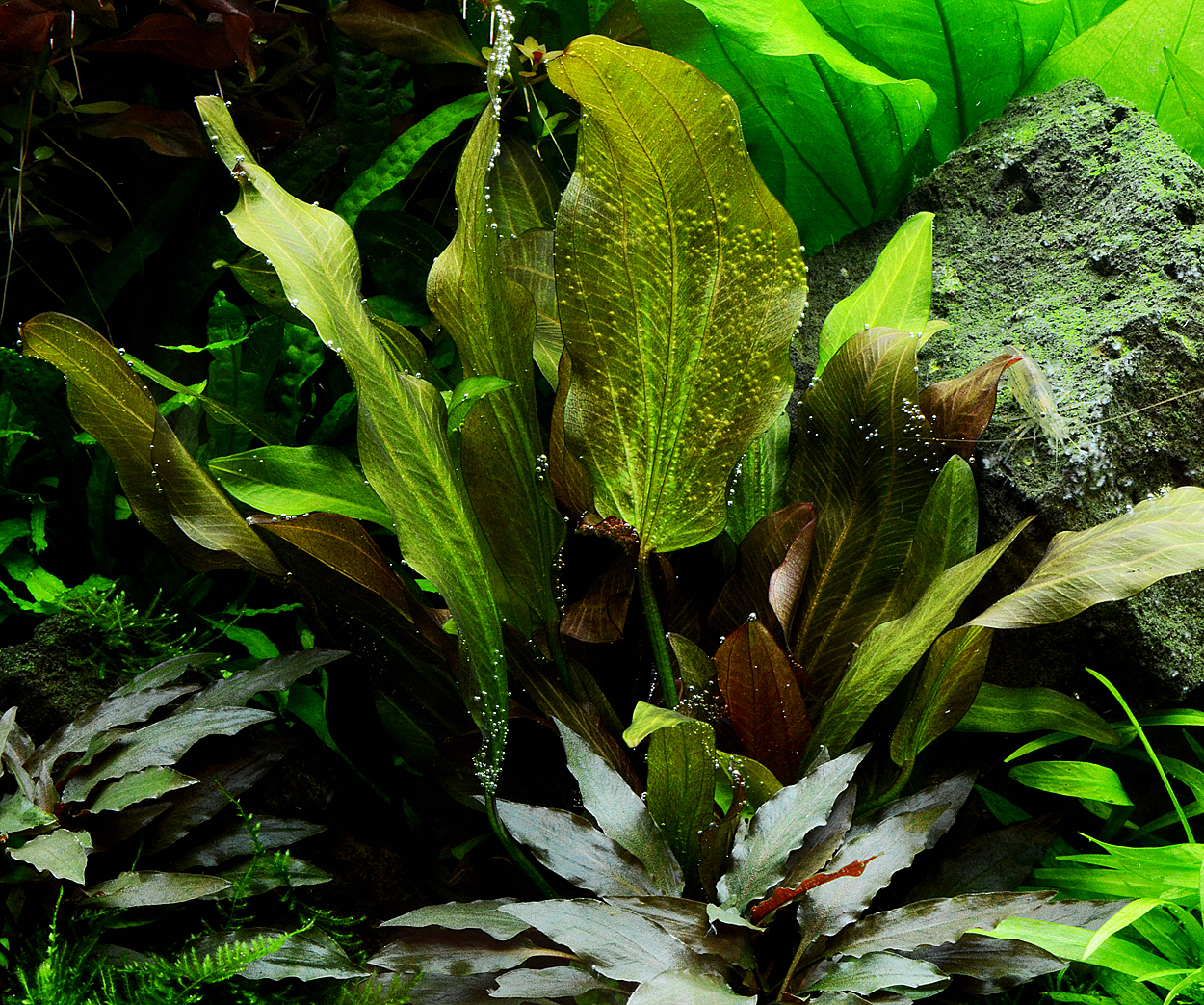 Echinodorus sp. 'reni'